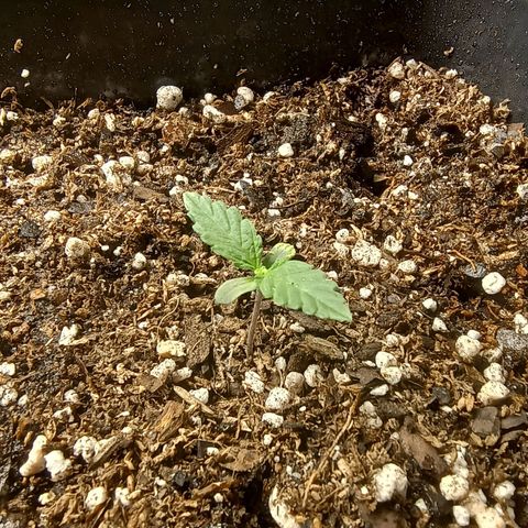 Double Cookies growlog timeline photo