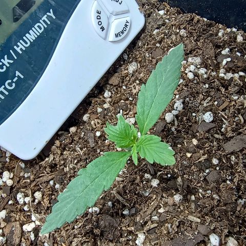 Double Cookies growlog timeline photo