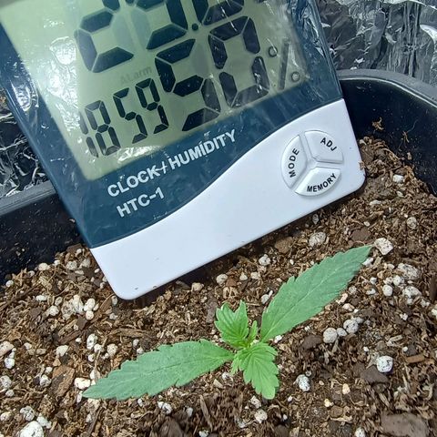 Double Cookies growlog timeline photo