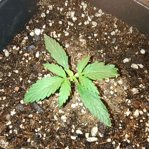 Double Cookies growlog photo: Nuevo nudo, nuevos brotes
