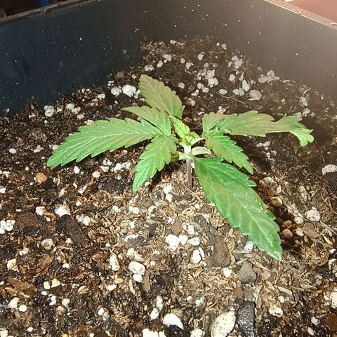 Double Cookies growlog photo: Nuevo nudo, nuevos brotes
