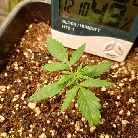 Double Cookies growlog photo: Un poco más de crecimiento
