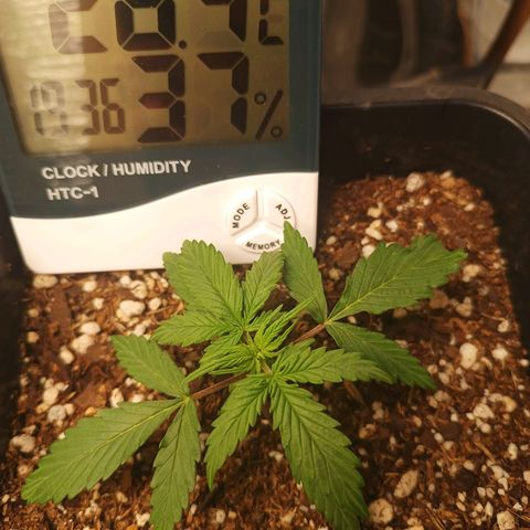 Double Cookies growlog timeline photo