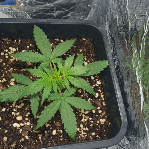 Double Cookies growlog photo: Nuevo nudo