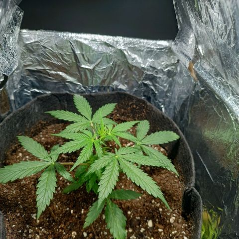 Double Cookies growlog timeline photo