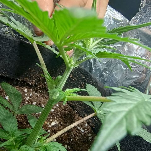 Double Cookies growlog photo: Sexado. Primeros pistillos