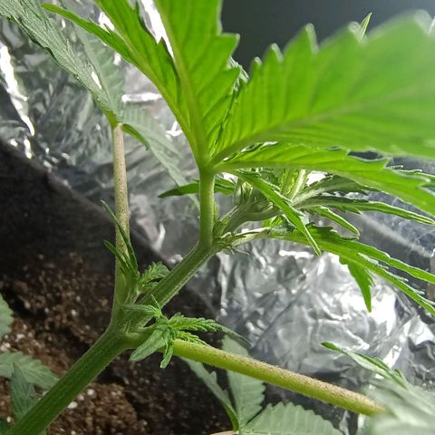 Double Cookies growlog photo: Sexado. Primeros pistillos