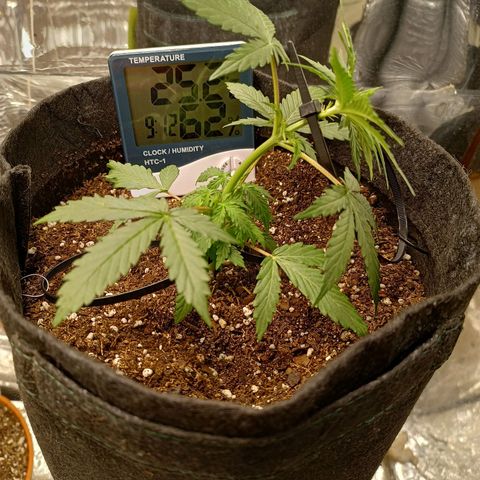 Double Cookies growlog photo: Entrenamiento Bonsai. LST