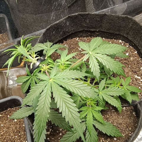 Double Cookies growlog timeline photo