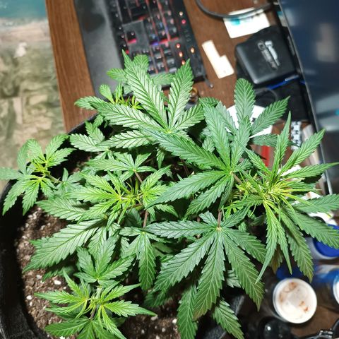 Double Cookies growlog timeline photo