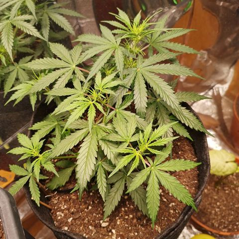 Double Cookies growlog timeline photo
