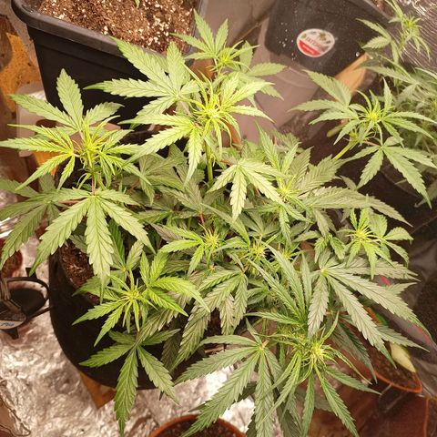 Double Cookies growlog photo: Nuevos nudos, proceso en flora