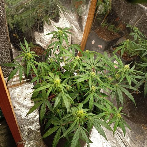 Double Cookies growlog photo: Crecimiento de tallo mayor e inferiores. Se forman puntas con los primeros cocos y se observan tricomas transparentes en algunos puntos
