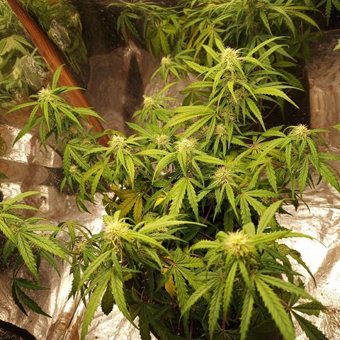 Double Cookies growlog photo: Engorde