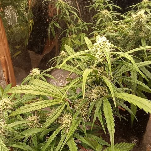 Double Cookies growlog photo: Engorde