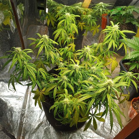 Double Cookies growlog photo: Deficiencias. Producto male sal se ven tricomas en los pompones