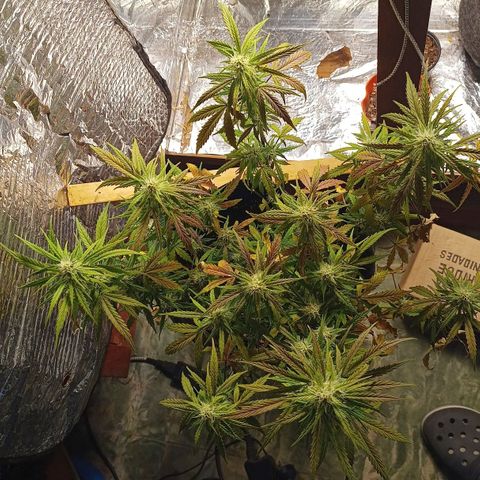 Double Cookies growlog photo: Puntas bien formadas. Cocos en progreso de engorde