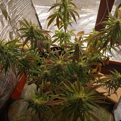 Double Cookies growlog photo: Puntas bien formadas. Cocos en progreso de engorde