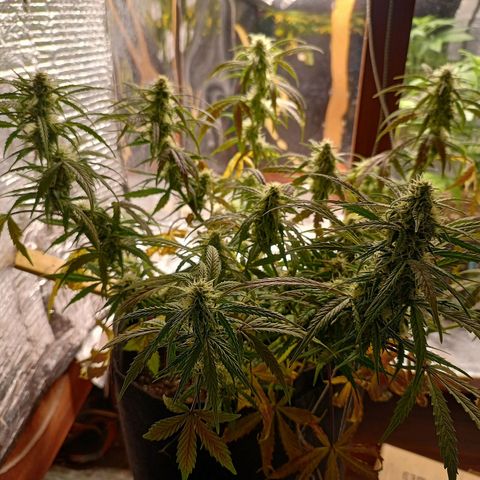 Double Cookies growlog photo: Puntas bien formadas. Cocos en progreso de engorde
