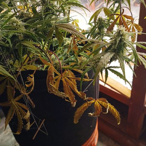 Double Cookies growlog photo: Puntas bien formadas. Cocos en progreso de engorde