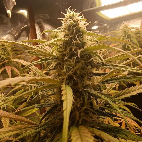 Double Cookies growlog timeline photo