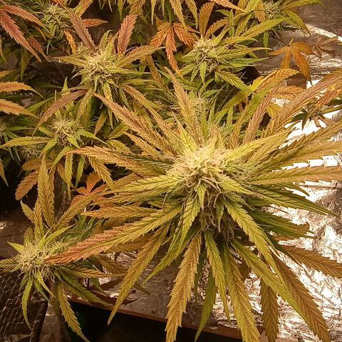 Double Cookies growlog timeline photo
