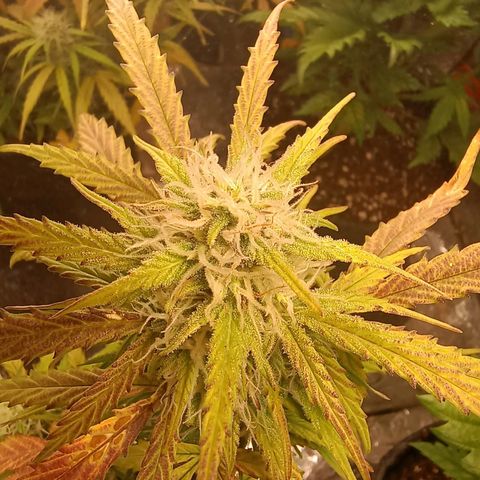 Double Cookies growlog timeline photo