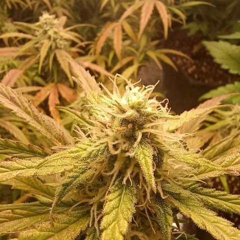 Double Cookies growlog timeline photo