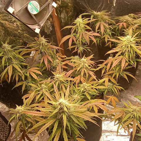 Double Cookies growlog timeline photo