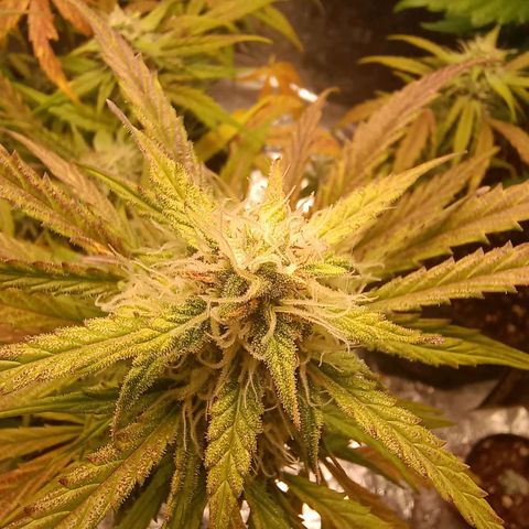 Double Cookies growlog timeline photo