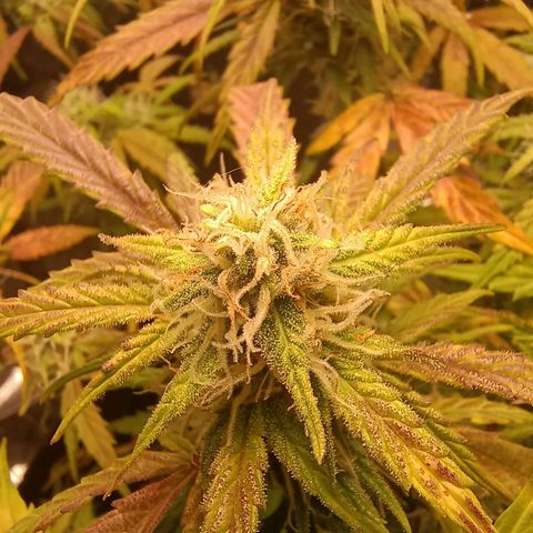 Double Cookies growlog timeline photo