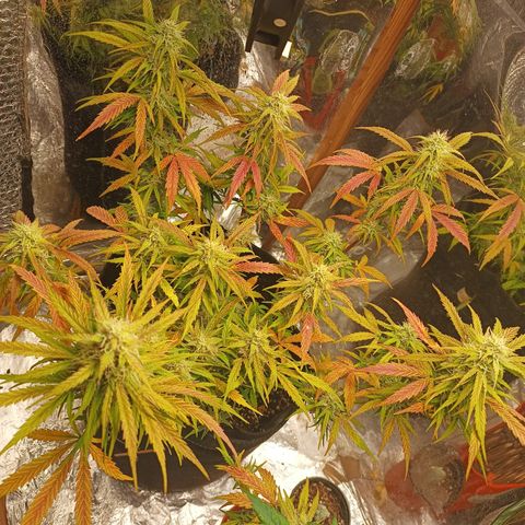 Double Cookies growlog timeline photo