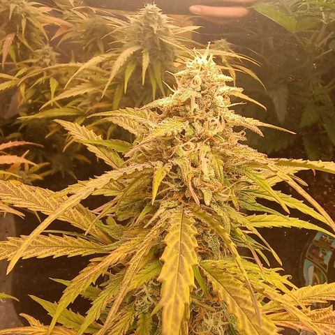 Double Cookies growlog photo: Se observa más engorde