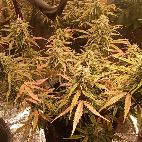 Double Cookies growlog photo: A 20 días de cosecha