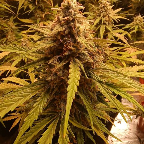 Double Cookies growlog timeline photo