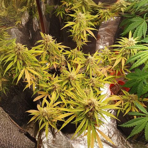 Double Cookies growlog timeline photo