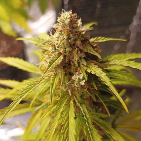 Double Cookies growlog photo: Maduracion de tricomas. Cogollo principal