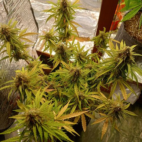 Double Cookies growlog timeline photo