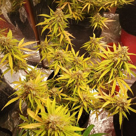 Double Cookies growlog timeline photo