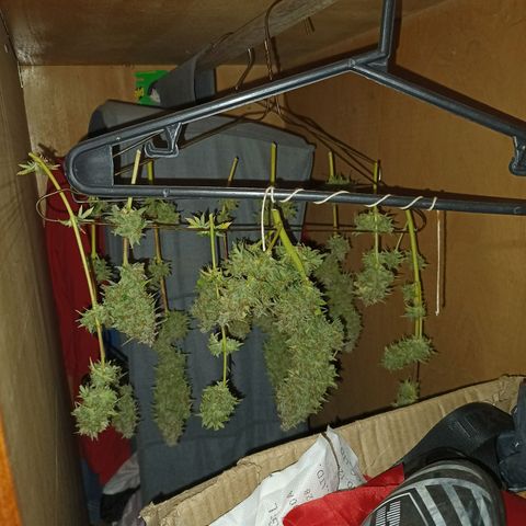 Double Cookies growlog timeline photo