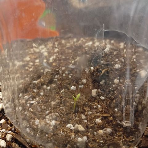 Bainillasky growlog photo: Comienza la historia