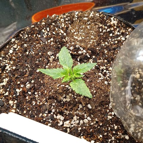 Bainillasky growlog photo: Se regó con agua y limón 