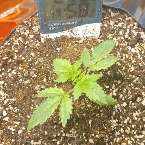 Bainillasky growlog timeline photo