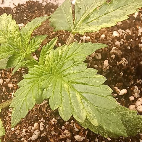 Bainillasky growlog photo: Nótese de alguna deficiencia presente