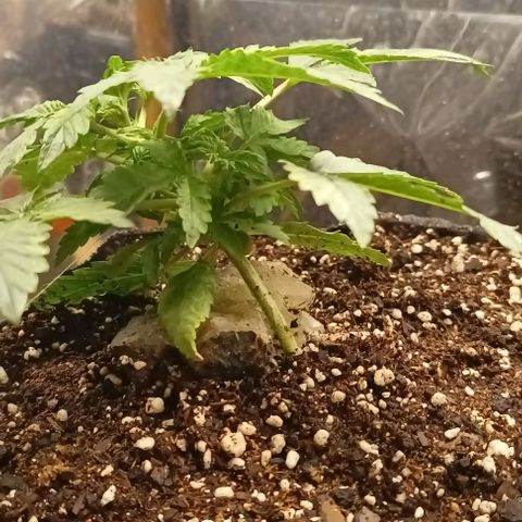 Bainillasky growlog photo: Se trabajo sobre el tronco