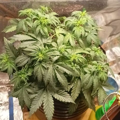 Bainillasky growlog photo: Es un quilombo el desarrollo de la planta y no sé entiende nada