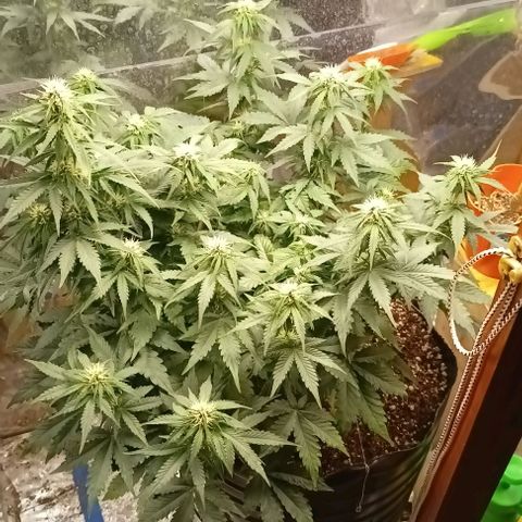 Bainillasky growlog timeline photo
