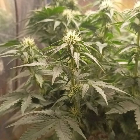 Bainillasky growlog timeline photo
