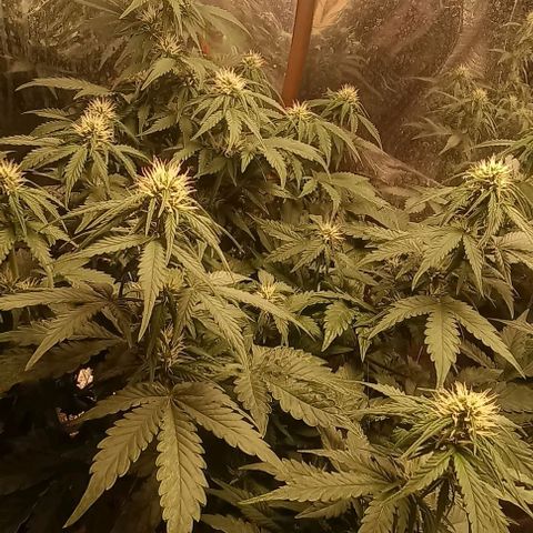 Bainillasky growlog timeline photo