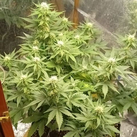 Bainillasky growlog timeline photo
